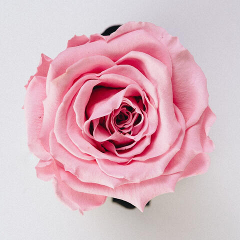 A pink rose on a white background.