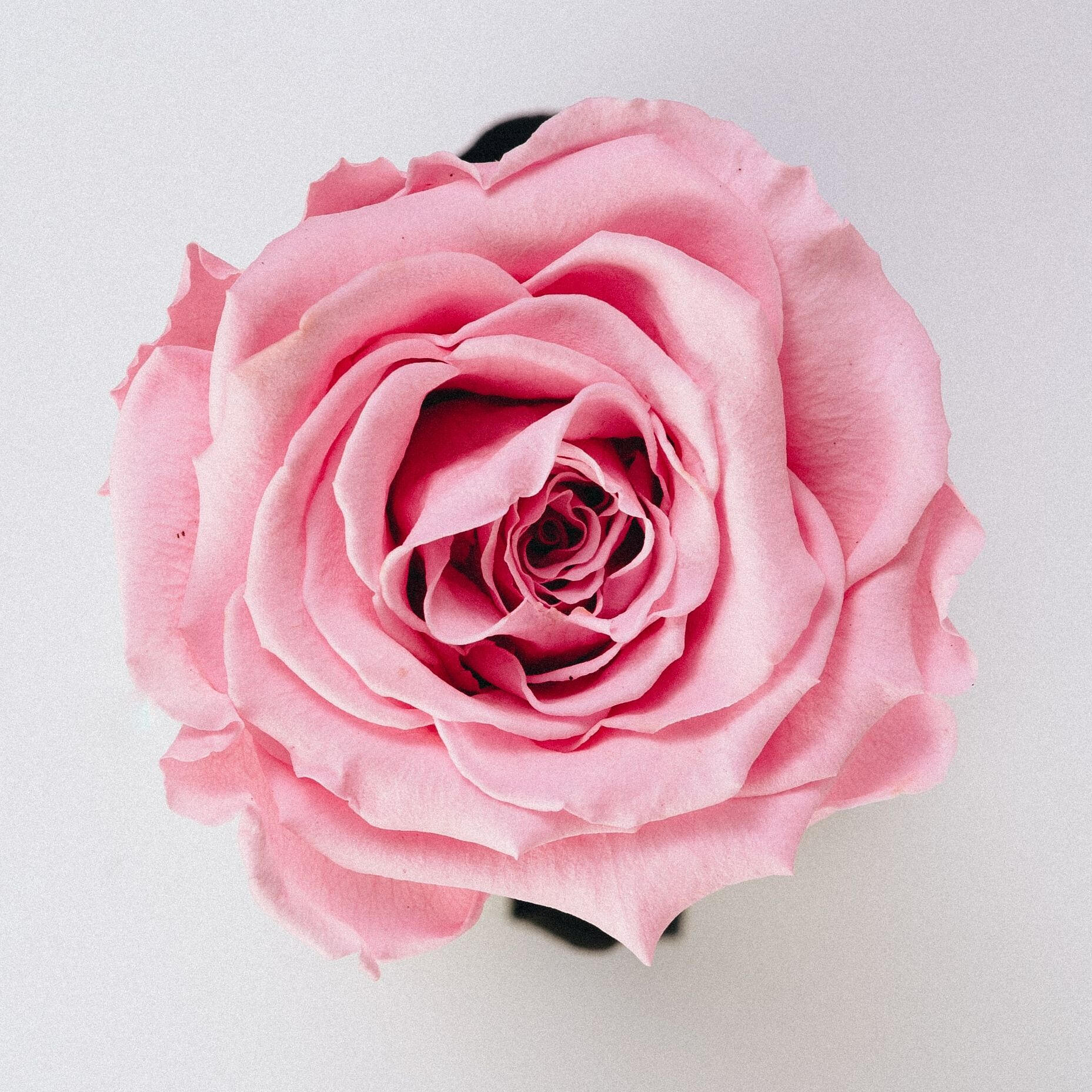 A pink rose on a white background.